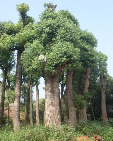 樟樹 風水|【樟樹 風水】如何選擇樟樹種植位置，讓你的庭院擁有絕佳的風。